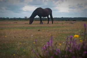 Read Whitefield Moor Whitefield Moor