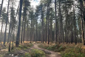 Read Sherwood Forest Sherwood Forest